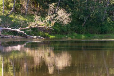 Nehirde güzel bir sabah, sudaki kıyı ve ağaç yansımaları, Gauja nehri, Letonya