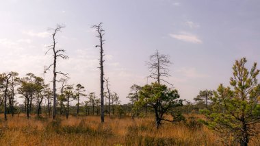 Bataklık manzarası, sonbaharda boyanmış bataklık bitkisi, çimenler, yosunlar zemini kaplıyor, bataklık çamları, Kodaja bataklığı, Letonya