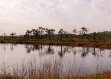 Geleneksel turba bataklık manzarası, sonbaharda boyanmış bataklık bitkisi, çimenler, yosunlar zemini kaplıyor, bataklık çamları, Kodaja bataklığı, Letonya