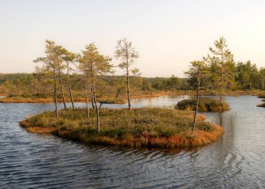 Bataklık manzarası, sonbaharda boyanmış bataklık bitkileri, küçük bataklık gölleri, küçük bataklık çam ağaçları, çimenler, yosun kaplı adalar, Kodaja bataklığı, Letonya