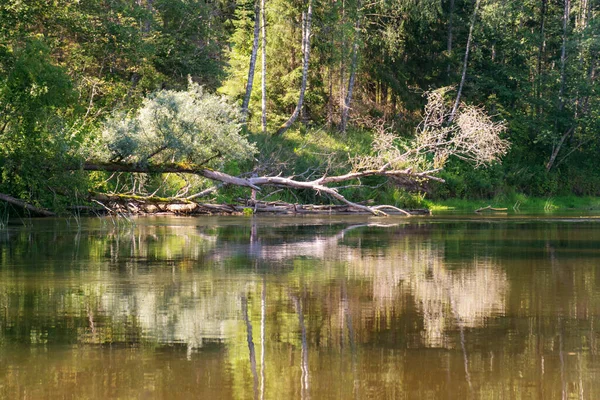 Belle Matinée Sur Rivière Rivage Les Reflets Arbres Dans Eau — Photo