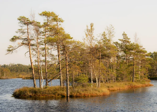 Paysage Tourbière Végétation Tourbière Peinte Automne Petits Lacs Tourbière Îles — Photo