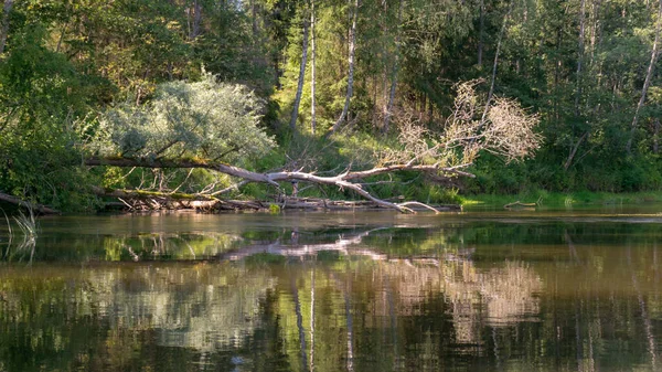 Όμορφο Πρωινό Στο Ποτάμι Ακτή Και Αντανακλάσεις Δέντρο Στο Νερό — Φωτογραφία Αρχείου