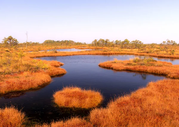 traditional peat bog landscape, bog vegetation painted in autumn, grass, moss covers the ground, Latvian bog