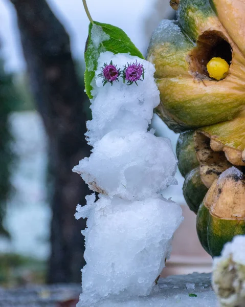 Första Snön Snidade Dekorativa Pumpor Trädgården Lite Snögubbe Bredvid Pumpa — Stockfoto