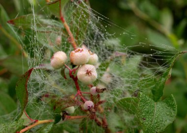 Sabah çiğ tanesinde örümcek ağı, yaban mersini ve yeşil yapraklar, sonbahar sabahı