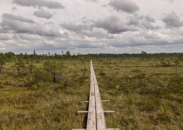 Paisaje Con Una Pasarela Peatonal Madera Sobre Humedales Pantanosos Con — Foto de Stock