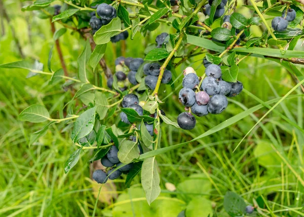Blueberry Field Close View Juicy Blueberry Berries Harvest Time Autumn — Stock Photo, Image