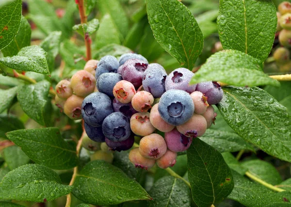 Blueberry Field Close View Juicy Blueberry Berries Harvest Time Autumn — Stock Photo, Image