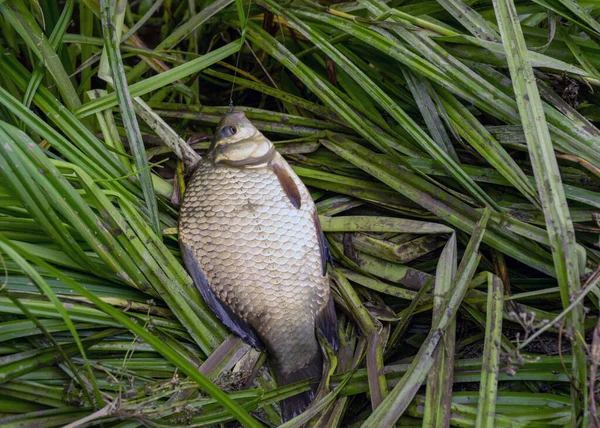 Foto Com Peixes Margem Lago Captura Pescador Salão Verão Pela — Fotografia de Stock