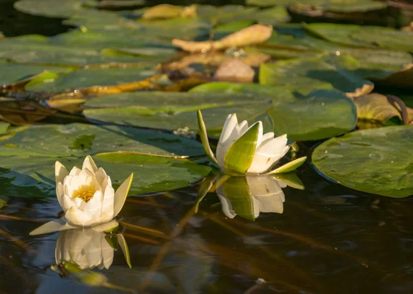Красивые Белые Водяные Лилии Озере Отражения Воде Летнее Время Воды — стоковое фото
