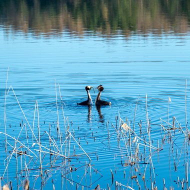 İbikli tarla fareleri, ibikli tarla fareleri çiftleşme ve bahar boyunca birbirlerine büyük ilgi gösterirler.