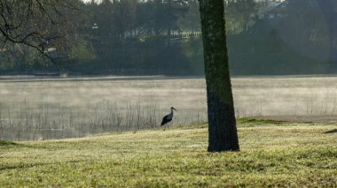 bahar manzarası gölün kenarında bir leylek silueti, sabah sisi, bahar sisi