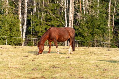 Atların otladığı bahar manzarası, çayırlarda yemek yiyen atlar, doğanın ilk baharları, Letonya