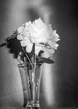 Durgun hayat beyaz noktalı çiçekli, arka planda sessiz gölgeler, yumuşak akşam ışığı, bulanık arka plan