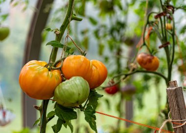 Seradaki sulu, güzel domateslerin fotoğrafı, bahçıvanın konsepti, yaz mevsimi.