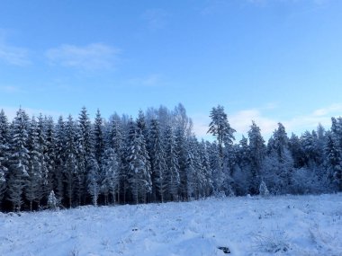 harika bir kış sabahı manzarası, mavi saat, taze karla kaplı ağaçlar, doğada huzur ve sessizlik, Letonya