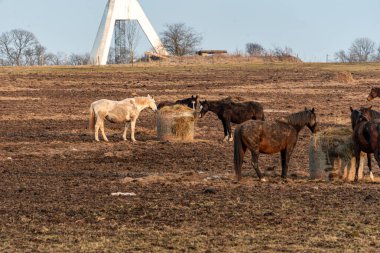 İlkbaharda otlayan atlar, çayırda yiyen atlar, doğanın ilk baharları, güzel günbatımı renkleri, Letonya