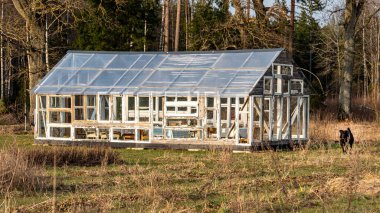 Doğanın ilk baharları, ilginç bir şekilde eski ahşap pencerelerden inşa edilmiş sera, köylü mimarisi, çeşitli bitkiler için ev yapımı sera, Letonya