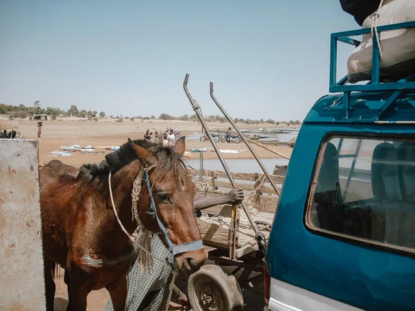 Koń obok Vana na początku Timbuktu Safari. Niebieski samochód kempingowy na pustyni rozpoczynając podróż. — Zdjęcie stockowe