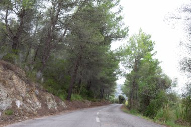 Ağaçların arasındaki yol. mallorca bisiklet yolu