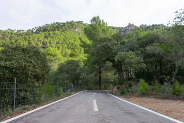 Ağaçların arasındaki yol. mallorca bisiklet yolu