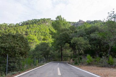 Ağaçların arasındaki yol. mallorca bisiklet yolu