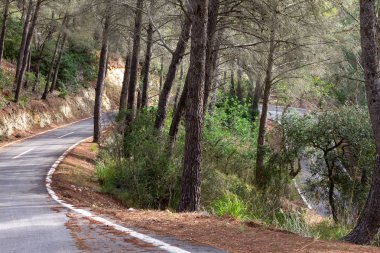 Ağaçların arasındaki yol. mallorca bisiklet yolu
