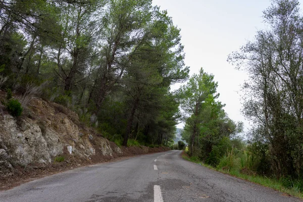 Estrada entre as árvores. rota de ciclismo de Maiorca — Fotografia de Stock