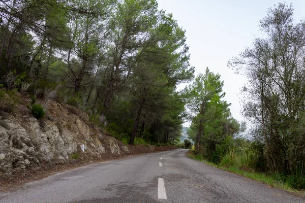 Estrada entre as árvores. rota de ciclismo de Maiorca — Fotografia de Stock