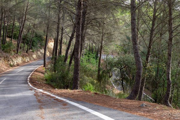 Road between the trees. cycling route of mallorca