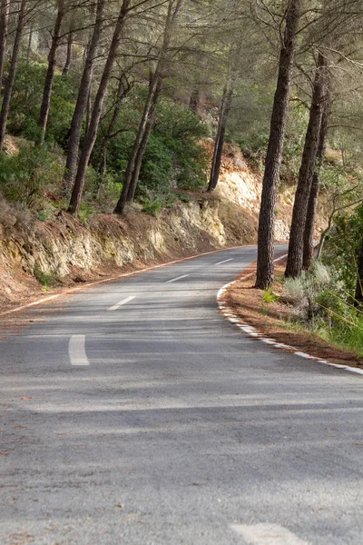 Ο δρόμος ανάμεσα στα δέντρα. Ποδηλατική διαδρομή Μαγιόρκα — Φωτογραφία Αρχείου