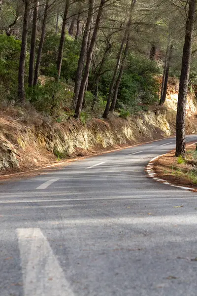 Estrada entre as árvores. rota de ciclismo de Maiorca — Fotografia de Stock