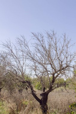 kırsal alanlarda mallorca tipik ağaçları ile kırsal.