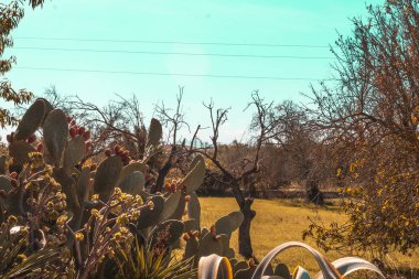 sonbahar isabet güneş ile bir çim yolu sonra dikenli armut