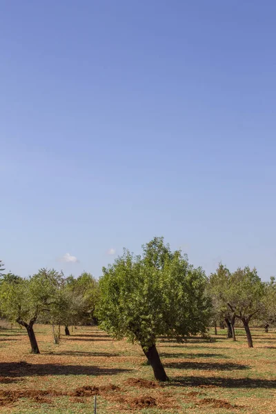 stock image countryside with typical trees of mallorca in rural areas.