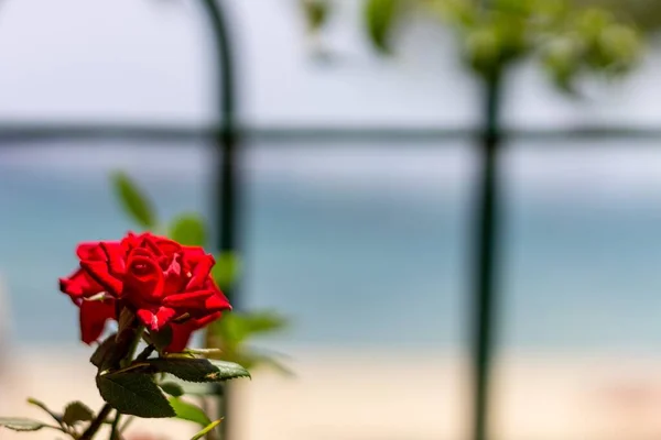 Focused Flower Out Focus Sea Background Flower Spring Blurred Background — Stock Photo, Image