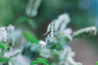 Arı nektarı toplayan biberiye çiçeğinin yumuşak odağı.