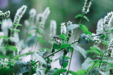 Arı nektarı toplayan biberiye çiçeğinin yumuşak odağı.