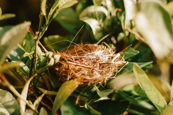 Prázdné Ptačí Hnízdo Stromě Zelenými Listy Koncept Živé Přírody — Stock fotografie