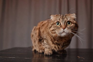 İskoç kedisi ahşap bir ahşap masada oturur..