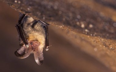 Kahverengi, uzun kulaklı yarasa Plecotus auritus 'un karanlık mağarada baş aşağı asılı resmi. Benzer gri Plecotus austriacus' e benziyor. Doğal ortamdaki vahşi hayvan portresi.