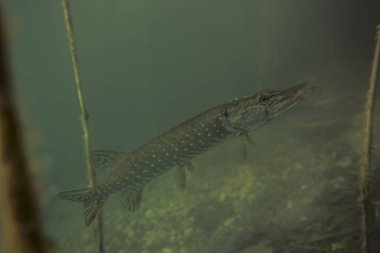 Doğa habitat vahşi turna maceracı resim.