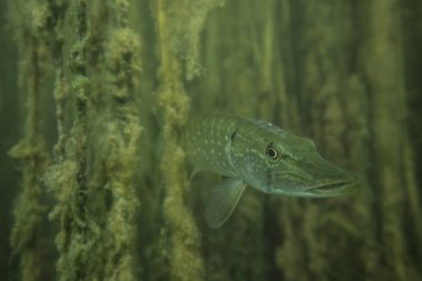 Doğa habitat vahşi turna maceracı resim.