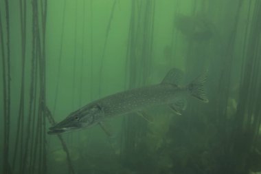 Doğa habitat vahşi turna maceracı resim.