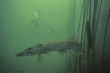 Doğa habitat vahşi turna maceracı resim.