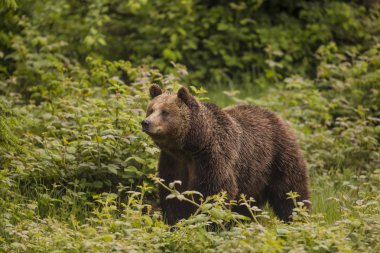 Güçlü ayıyla (Ursus arctos) yakın görüşme. Yeşil arkaplan.