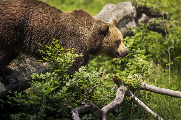 Close-up ontmoeting met sterke beer (Ursus arctos). Groene achtergrond. — Stockfoto