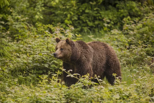 강한 곰 (Ursus arctos) 과의 만남을 마무리짓는다. 녹색 배경. 로열티 프리 스톡 사진