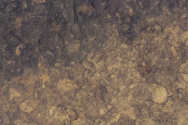 노란 석회암의 배경 과 화석 껍질의 아름다운 구조를 가까이 서 본 모습. 스톡 사진